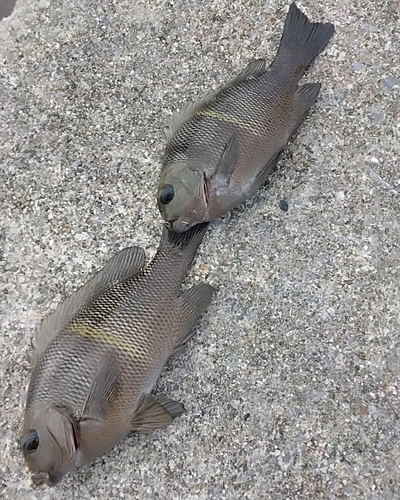 オキナメジナの釣果