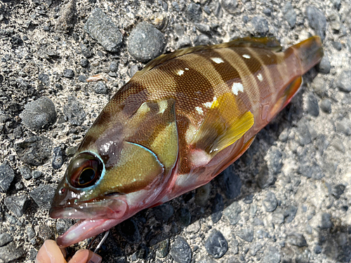 マハタの釣果