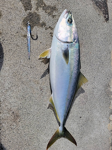 イナダの釣果