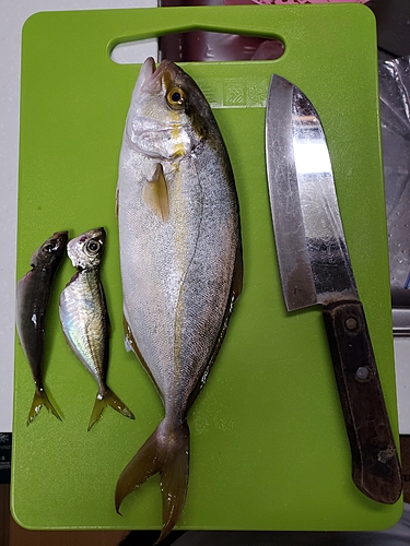 ショゴの釣果