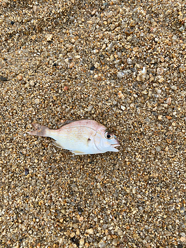 チャリコの釣果