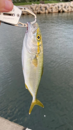 ツバスの釣果