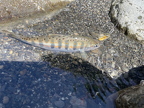 アマゴの釣果