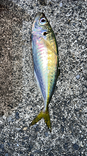 マアジの釣果