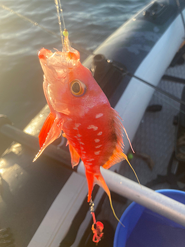 サクラダイの釣果