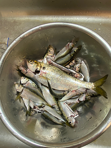 サッパの釣果