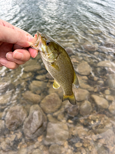 スモールマウスバスの釣果