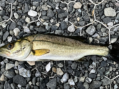 セイゴ（マルスズキ）の釣果