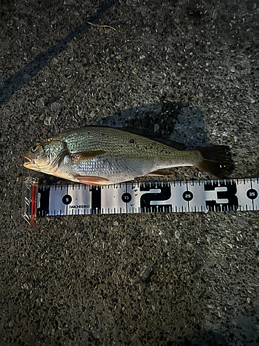 イシモチの釣果