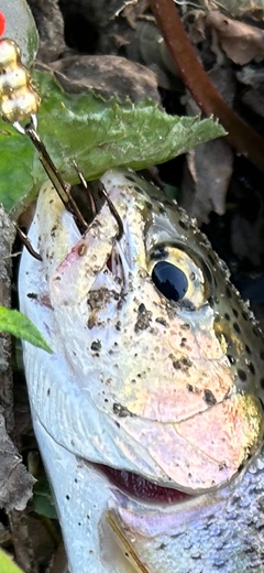 ニジマスの釣果