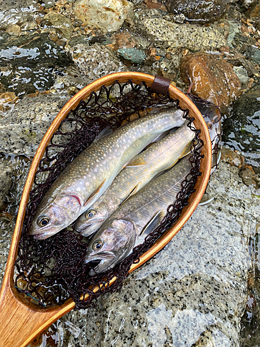 イワナの釣果