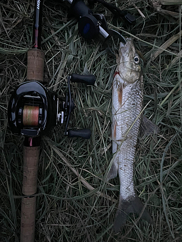 ニゴイの釣果