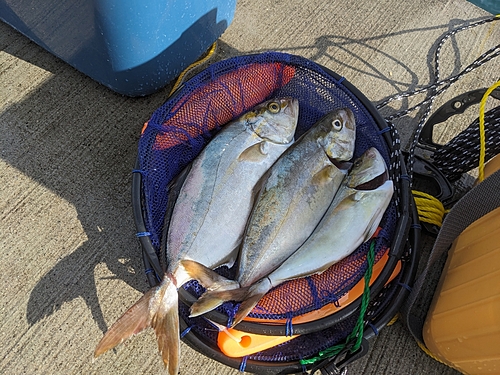 ショゴの釣果