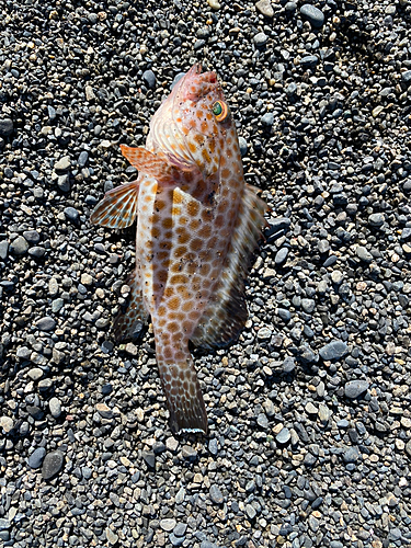 オオモンハタの釣果