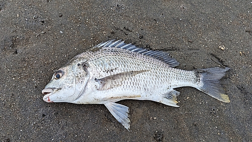 キビレの釣果