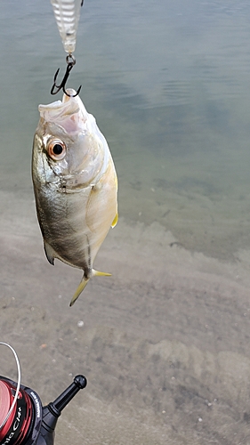 メッキの釣果