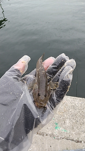 ハゼの釣果