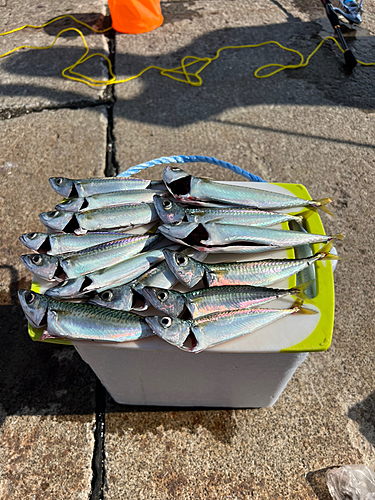 サバの釣果