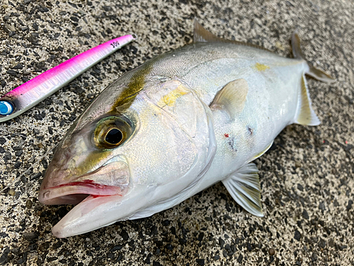 ショゴの釣果