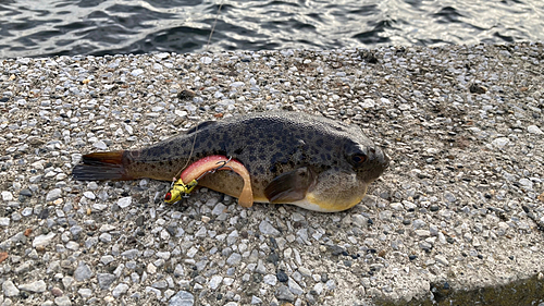 ショウサイフグの釣果