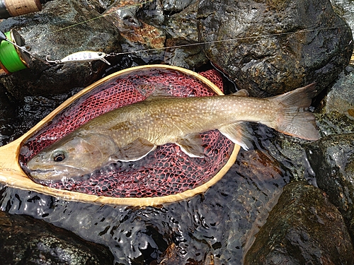 イワナの釣果