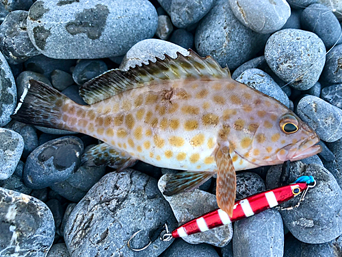 オオモンハタの釣果