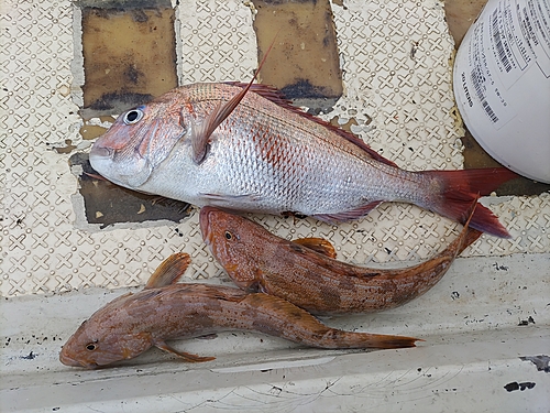 マダイの釣果