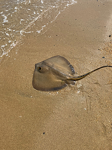 エイの釣果