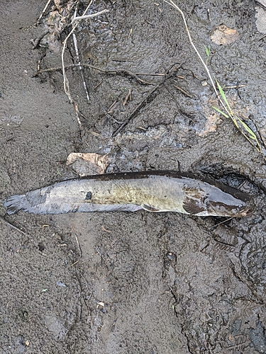 ニホンナマズの釣果