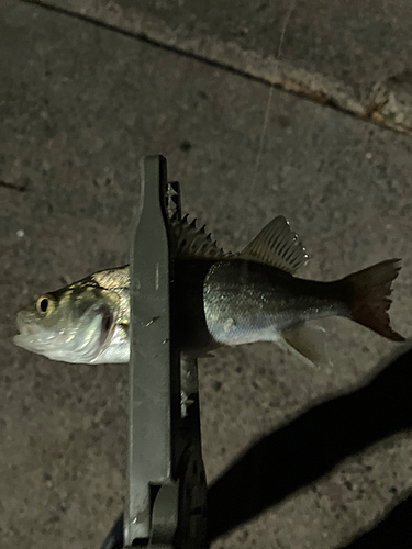 セイゴ（マルスズキ）の釣果