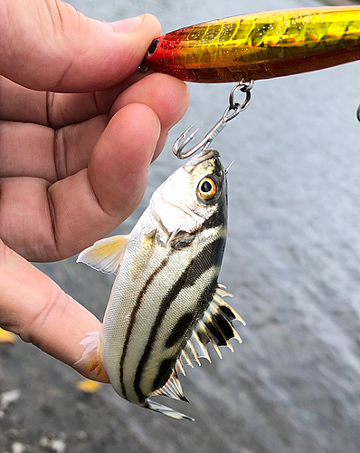 コトヒキの釣果