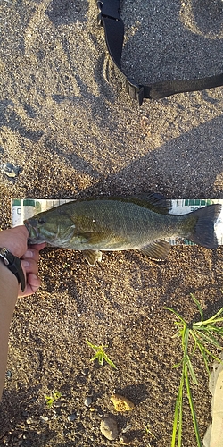 スモールマウスバスの釣果