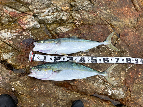 ヤズの釣果