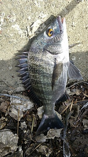 クロダイの釣果