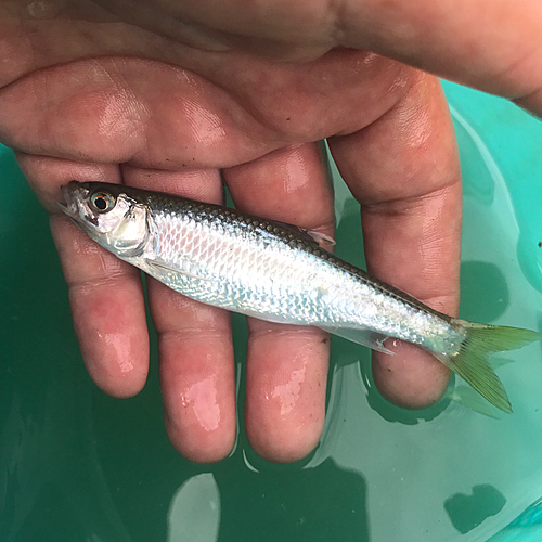 オイカワの釣果