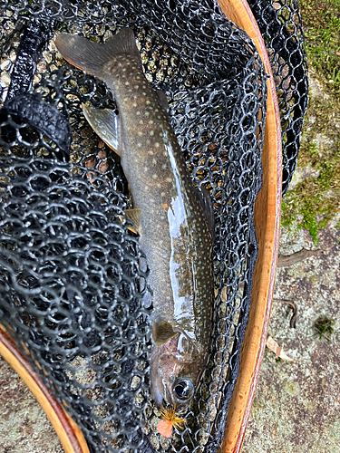 イワナの釣果