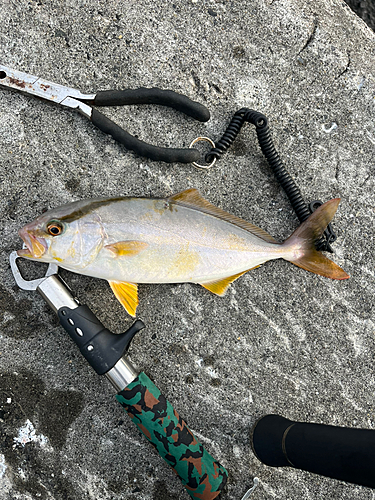 ショゴの釣果