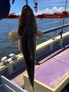 マゴチの釣果