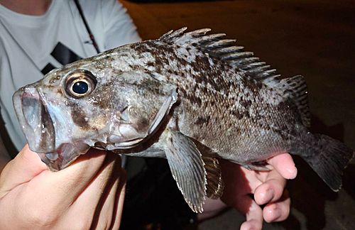 クロソイの釣果