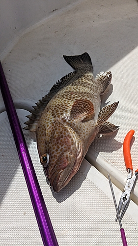 オオモンハタの釣果