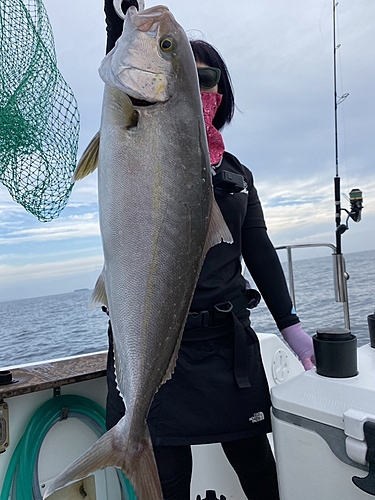 カンパチの釣果