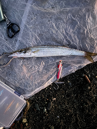 カマスの釣果