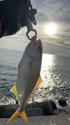 ショゴの釣果