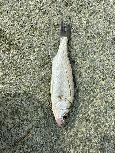 マハゼの釣果