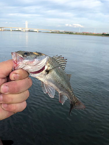 セイゴ（マルスズキ）の釣果