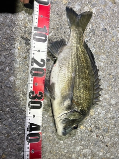 ミナミクロダイの釣果