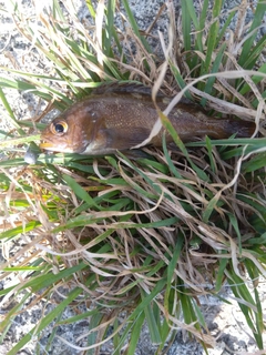 エゾメバルの釣果