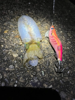 アオリイカの釣果