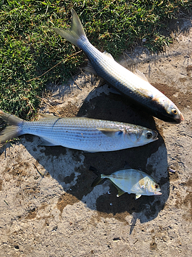 ボラの釣果