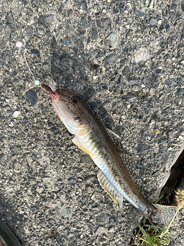 マハゼの釣果